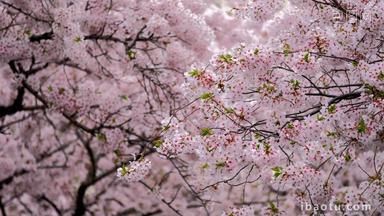 韩国樱桃开花4月